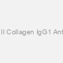 Rat Anti-Bovine Type II Collagen IgG1 Antibody Assay Kit, TMB